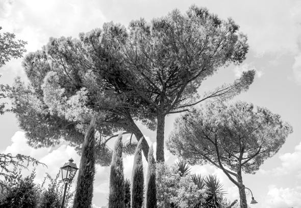 Roman trees
